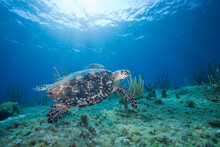Hawksbill Turtle, Little Cayman Island, Cayman Islands, Caribbean