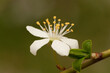 kwiat polny z bliska barwy białej na rozmytym tle roslin