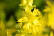 żółty kwiat polny w pełni rozkwitu na łące w czasie deszczu, na rozmytym tle z bliska