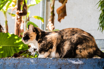 Poster - stray tortoiseshell cat