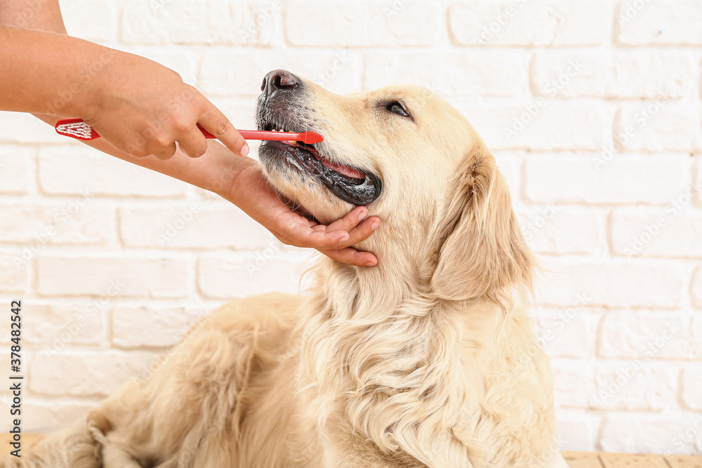 Owner brushing teeth of cute dog at home