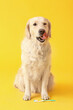 © Pixel-Shot - Cute dog with tooth brush on color background