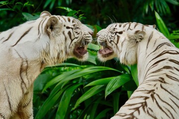 Close up of two beautiful white tigers standing face to face, snarling and growling at each other, in a lush green jungle setting.