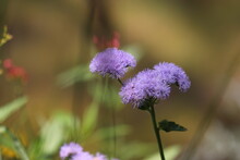 ふわふわの紫色のクローバーの花 無料画像 Public Domain Pictures