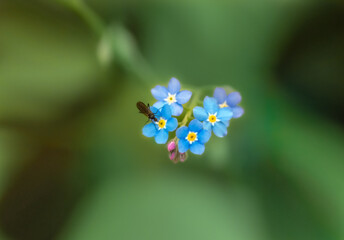 Forget-me-nots flowers in blue, close-up. Blue flowers on a green background.