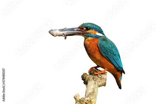 Cuadros en Lienzo Male common kingfisher, alcedo atthis, holding fish on branch cut out on blank