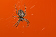 Araneus Diadematus, pająk krzyżak na pomarańczowym tle.