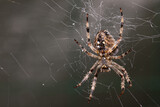 Fototapeta  - Araneus Diadematus, pająk krzyżak.