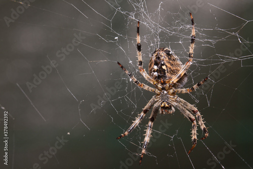Fotomural Araneus Diadematus, pająk krzyżak.