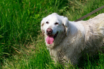 Wall Mural - Dog breed golden retriever