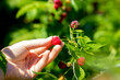 Close up of the hand of a woman picking red ripe raspberries. Raspberry picking