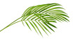 Yellow palm leaves (Dypsis lutescens) or Golden cane palm, Areca palm leaves, Tropical foliage isolated on white background with clipping path