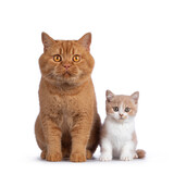 Fototapeta Koty - Cute creme with white bicolor British Shorthair cat kitten, sitting facing front beside adult red male BSH. Looking towards camera with mesmerizing green / orange eyes. Isolated on a white background.
