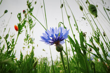 Blue Cornflower Growing In Field
