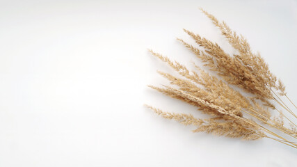 Dry reeds of grass isolated on white background. Abstract pile of dry herbs straw. Autumn arrangement top view