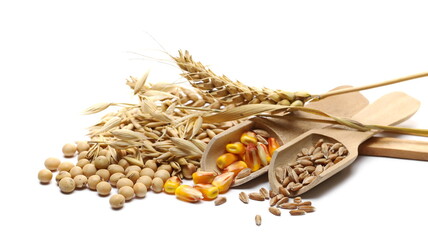 Wall Mural - Wheat ears, soybeans, spelt grains and corn kernels, cereals with wooden spoons isolated on white background