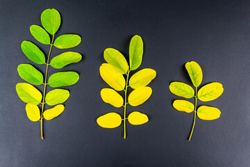 Autumn leaves on black background