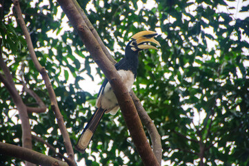 Great Hornbill holding branch of tree in forest.