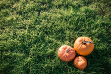 A Field Of Green Grass And Three Bright Orange Pumpkins Of The New Fall Harvest In The Sun. Beautiful Landscape