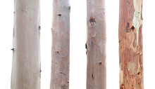 Collection Of Eucalyptus Tree Trunks Isolated On White Background