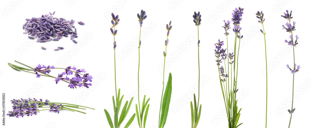 Set of lavender flowers on white background. Banner design - obrazy, fototapety, plakaty 