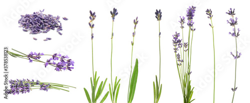 Photo Set of lavender flowers on white background. Banner design