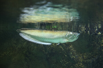 Platinum Snow White Silver arowana (Osteoglossum bicirrhosum) most expensive fish in the world. Fish in the aquarium. Fish underwater. 