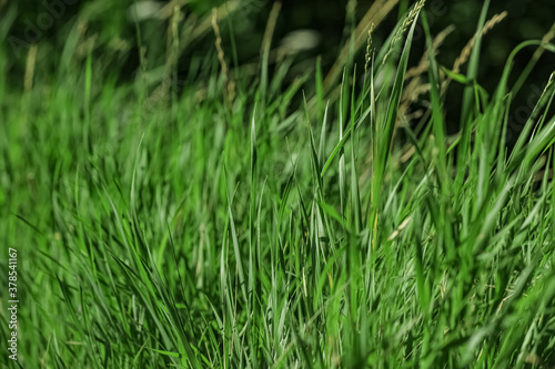Fotografía Beautiful green grass outdoors on sunny day