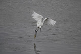 Fototapeta Zwierzęta - White egret in flight