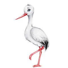 Cute cartoon standing stork; watercolor hand draw illustration; with white isolated background