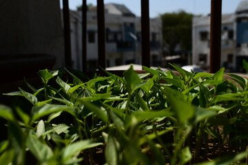 grass in the garden