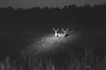 on a foggy night deer graze in the meadow and eat grass