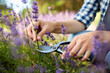 © Syda Productions - gardening, nature and people concept - young woman with pruner cutting and picking lavender flowers at summer garden