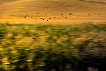 Abstract Nature. Flying Birds. Motion Blur Background.  Impressionist Photo.