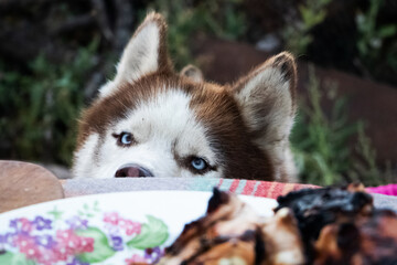 Siberian husky sits near the table with meat and asks for food. The dog looks at the grilled treat.