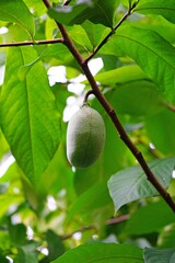 Wall Mural - Fruit of the common pawpaw (asimina triloba) growing on a tree