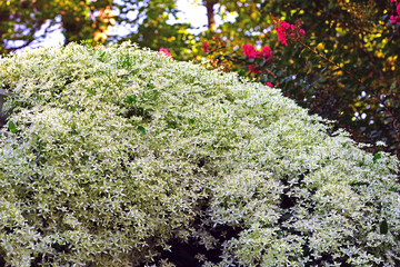 Small white flowers of Sweet Autumn Clematis Terniflora on the vine