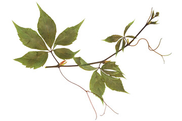Wall Mural - Pressed and dried  grapevine isolated on a white background. For use in scrapbooking, floristry or herbarium