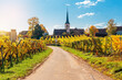 Landscape with autumn vineyards in region Alsace, France near village of Mittelbergheim