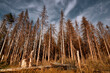 © K I Photography - Forest of dead trees. Forest dieback in the Harz National Park, Lower Saxony, Germany, Europe. Dying spruce trees, drought and bark beetle infestation, late summer of 2020.