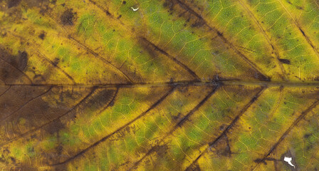 Sticker - macro texture colorful yellow autumn leaf