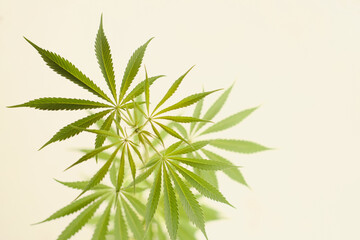 Close up photo of the green leaves of medical marijuana on the plant on the plain background