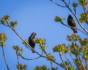 Closeup of two common starlings perched on the blooming green tree on sunny spring day against background of blue clear sky