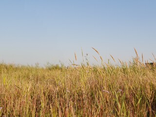  a landscape with a reed that feels like autumn