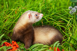 Fototapeta Do akwarium - pet ferret on the grass in the summer in the Park