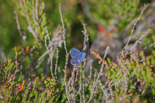 Closeup Of The Idas Blue Or Northern Blue Butterfly Sitting On The Flowering Purple Common Heather Bush