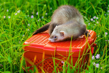 Pet Ferret On The Grass In The Summer In The Park