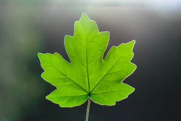 green leaf on the blur background