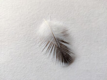 Close Up Of One Pigeon Feather Isolated On White Background. Copy Space