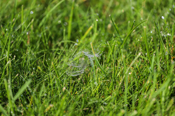 spider web on the grass